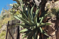 Cacti in the alpine desert